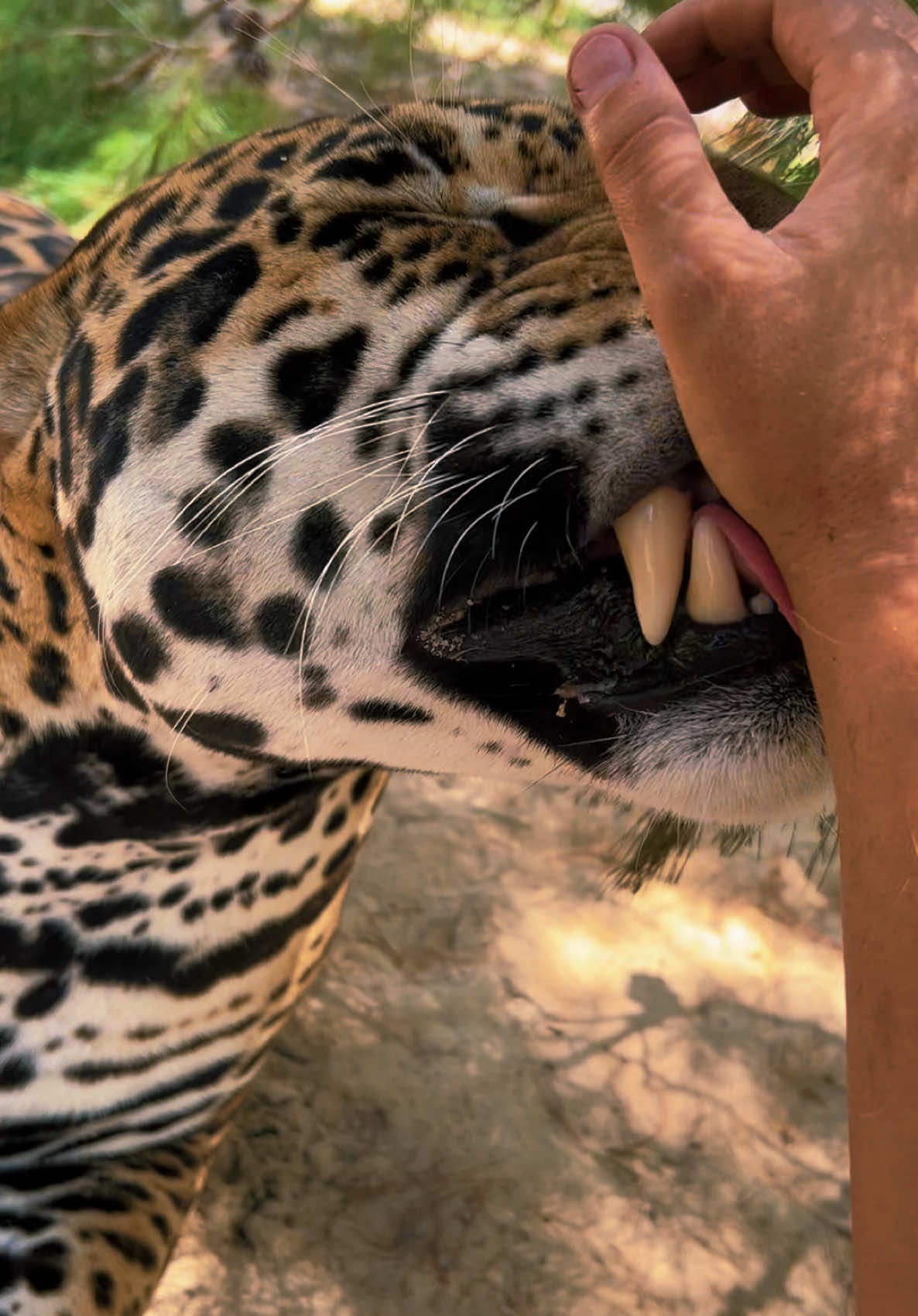 Up close look at Tank’s spots 🥰🐆 #NOTpets #jaguar #jag #tank #teamtank #bigcat #bigcats #cat #cats #animal #animals #Love #amazing #fl #florida #fyp 