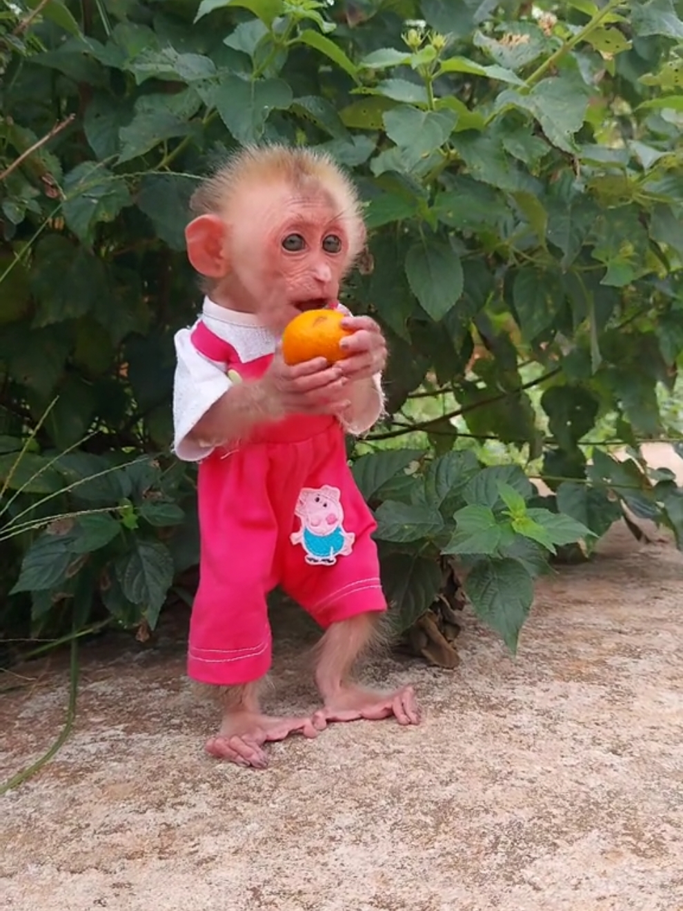 So cute, baby monkey Moon. #cute #monkey #babymonkey #monkeysoftiktok 