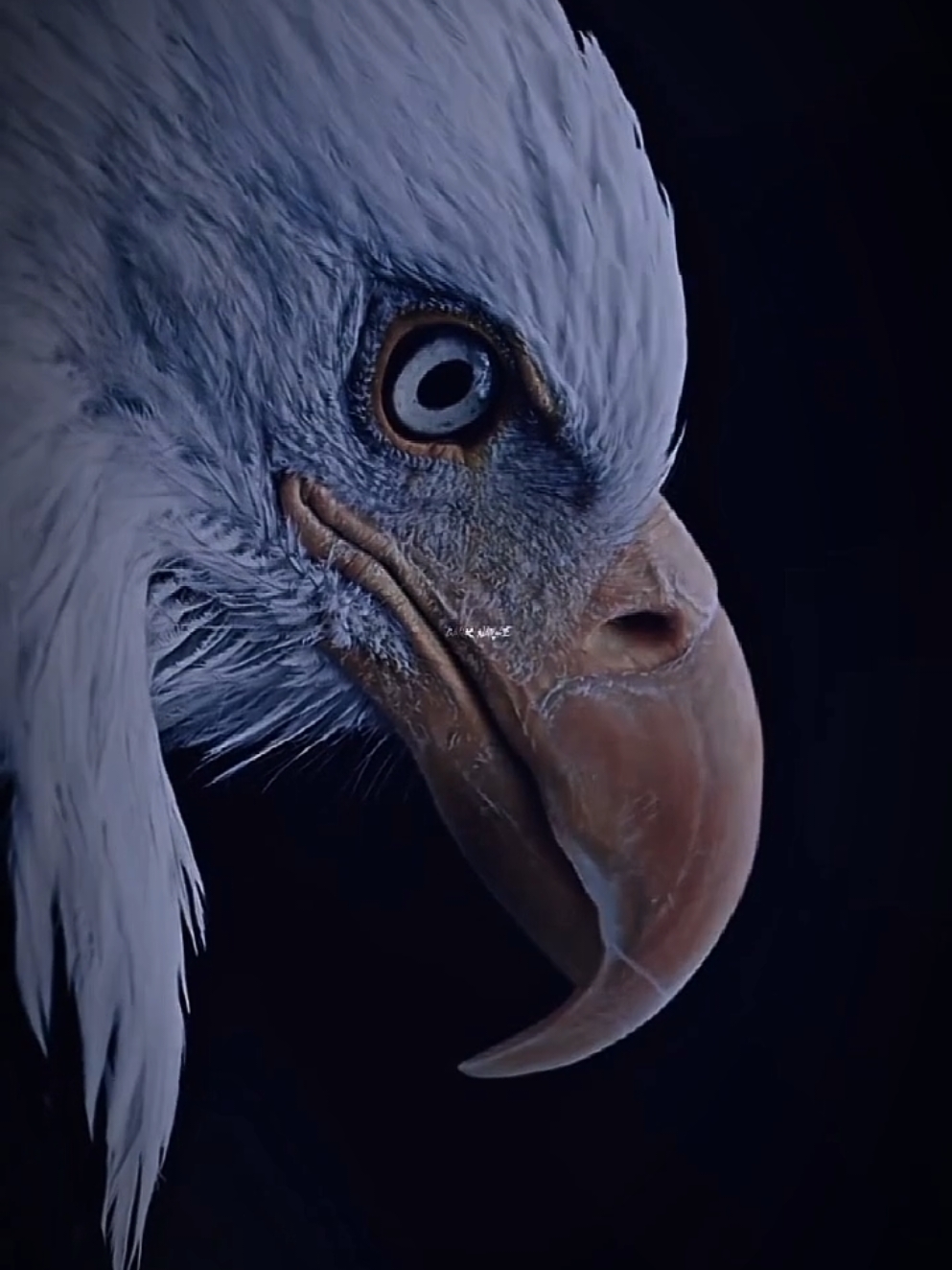 Bald eagle🦅🇺🇸 viralize🙏🏼 #baldeagle #eagle #birds #america #eua #liberty #pets #viraliza  #caughtoncamera  #animalsedit #capcut #4k #wild #wildanimals #animals #zoo #foryou #fyp #viral 