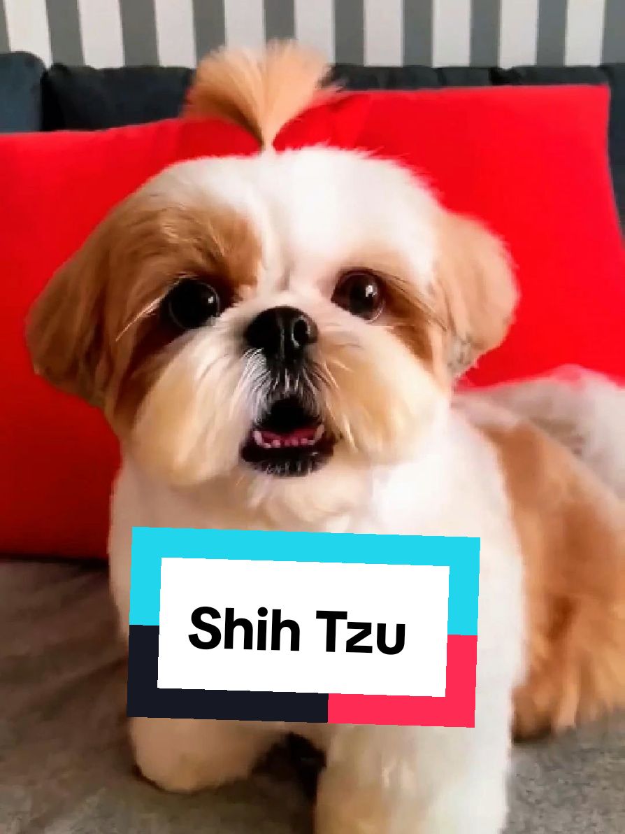 Introducing Shih Tzu. #shihtzusoftiktok #shihtzupuppy #shihtzu #dogsoftiktok