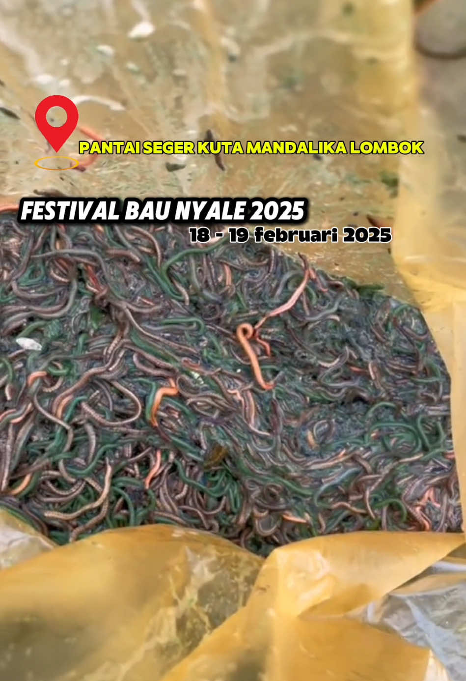 Festival bau nyale 2025. #lomboktraveler_ #fyp #lombok #baunyale #wonderfulindonesia 