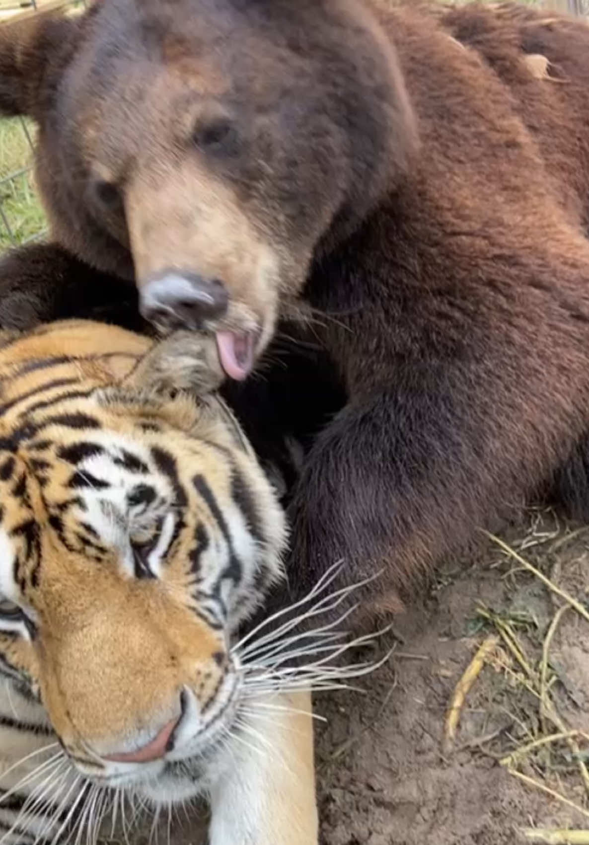 Interesting best friends 🐯🦁🐆❤️ #NOTpets #bear #tiger #lion #blt #tigers #lions #bears #ohmy #bigcat #bigcats #cat #cats #animal #animals #amazing #besties #BestFriends #fl #florida #fyp 