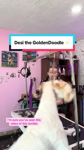 Bad Dog Groomer!! 🤣💕 #doodle #godlendoodle #doggrooming #doggroomer #doggo #dogsoftiktok 