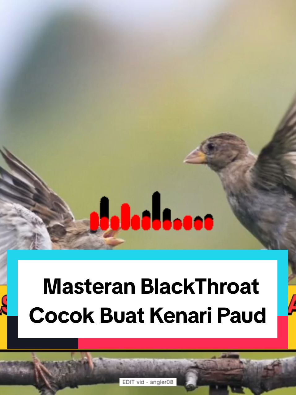 cocok buat kenari paud / pancingan blackthroat susah yg susah bunyi juga #burungblackthroat #blackthroat #masteranblackthroat #pancinganblackthroat #masteranburung #blackthroatgacor #masterankenari #burungkenari #kenarimania #masteranburung #masteranrolltembak #masteranburungjuara #masteranmuraibatu #masterancucakijo #masteransogon #masterankonin #masterankacer #masteranburungmaterimewah #masteranburungfullmateri #masteranburungfulltembakan #kicaumania #fyp #masteranfullmateri #masteranpelatuk #masterancendet #masterankolibri #masteranpleci  #masterankenari #masterankenarirusia  #masteransikatanlondo #masterantembakankasar  #masteransogon