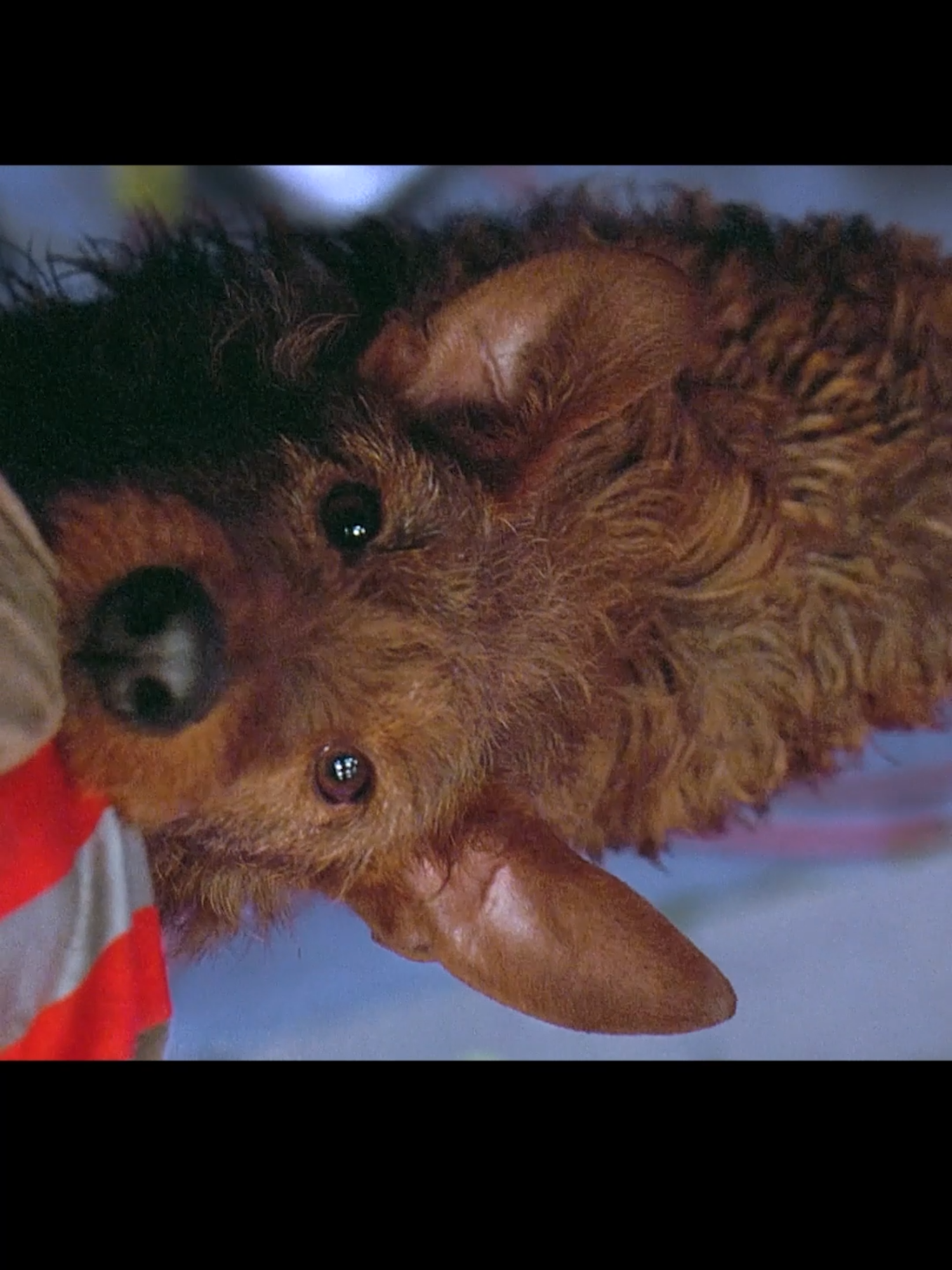 A puppy was trapped at the scene of a fire#tiktok #film #lxmovie #usa_tiktok #foryou #dog @rrmovie6