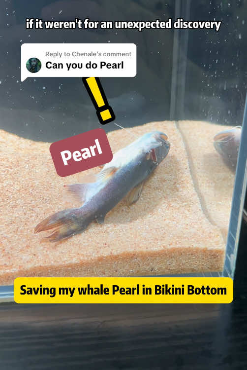 Replying to @Chenale Saving my whale Pearl in bikini bottom #pearlthewhale #bikinibottom #spongebob 