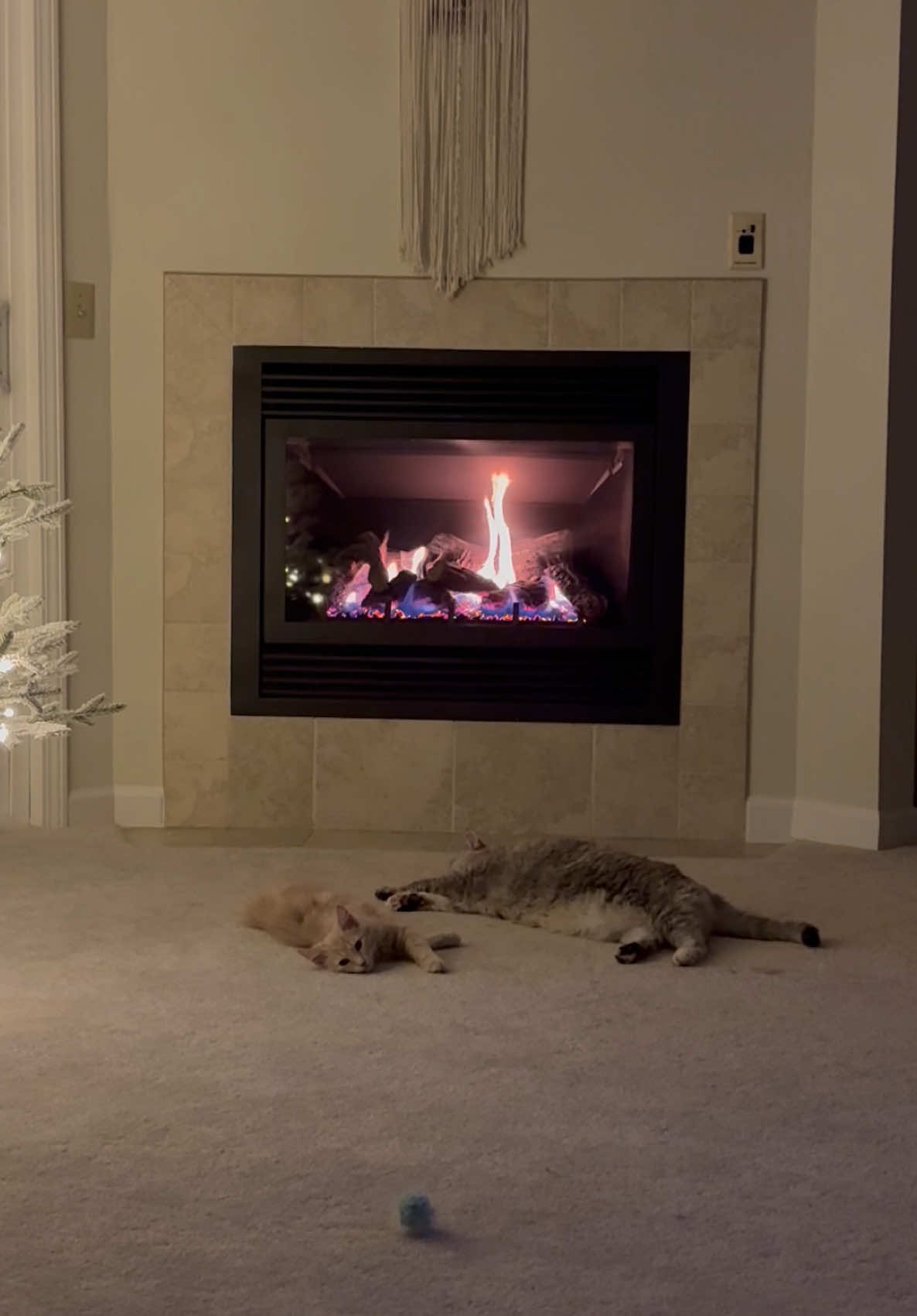 just some kitties by the fire🎄🩵🐾 #fypシ #fy #foryou #foryoupageofficiall #cute #kitten #cat #kitty #dream #xyzbca 