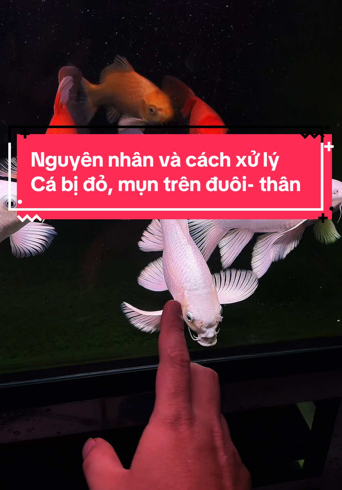 Tổng hợp tất cả về đỏ đuôi, mụt đuôi , đỏ mình, đỏ vây trên cá chép phi tần và sư tử. Cách xử lý đơn giản nhất ae nhé #tuấnmêcá #menuoica #hocadongian #tulamhoca #hocatuanmeca #hocasanthuong #cachepphitan #cachepphitantrang #cachepphitando #chuabenhcachep 