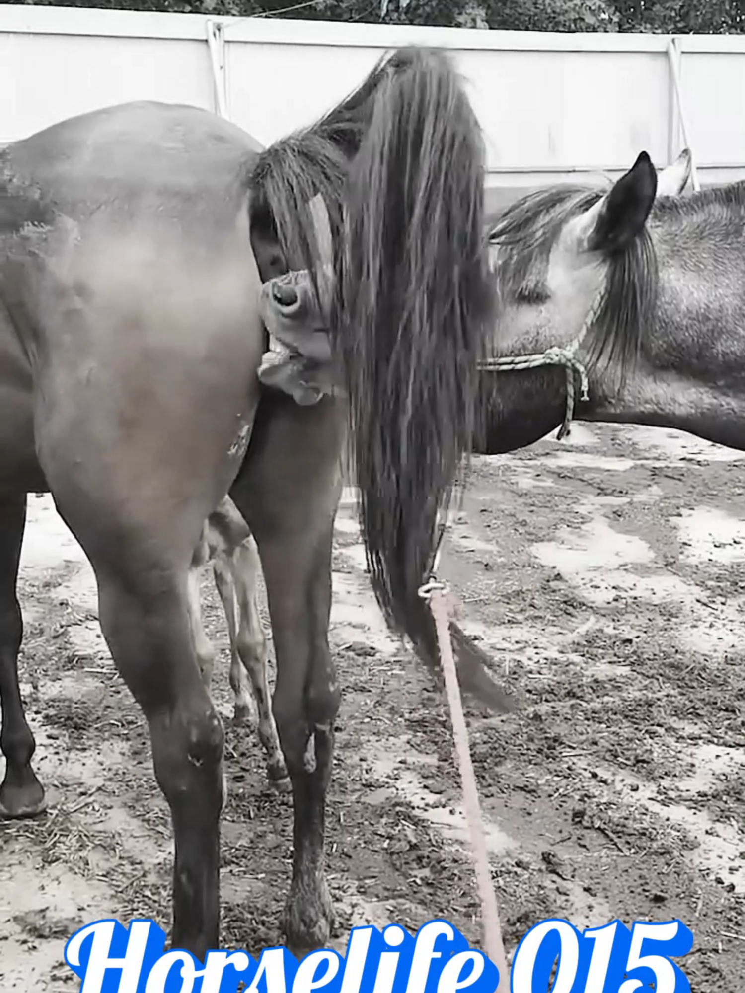 Beautiful Horse Breeding for new baby horse #horselife #horselove #horsebreedingtoday #horsebreeding #horse #horselife #breedinghorse #animals #breading #usa #meeting #horses #Meeting #breeding #tiktokpartner #TikTokShop #horsleife