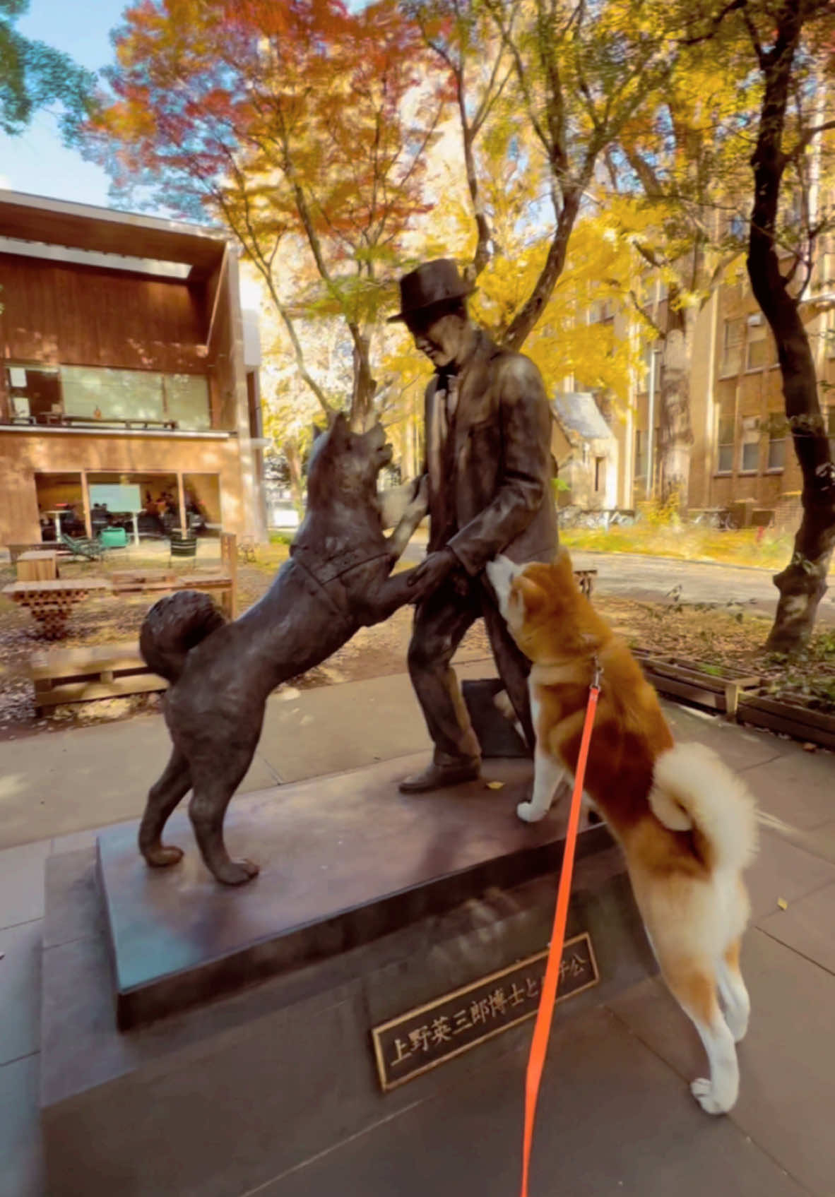 Visiting Hachi & Ueno at Tokyo University 🇯🇵  with our curious happy boys Baku & Daihachi 😊 🐕  #akita #fuennooka #秋田犬 #japaneseakita #akitainu #akitadog #akiho #акитаину #акита #秋田犬保存会 #hachiko #hachi #ハチ公 