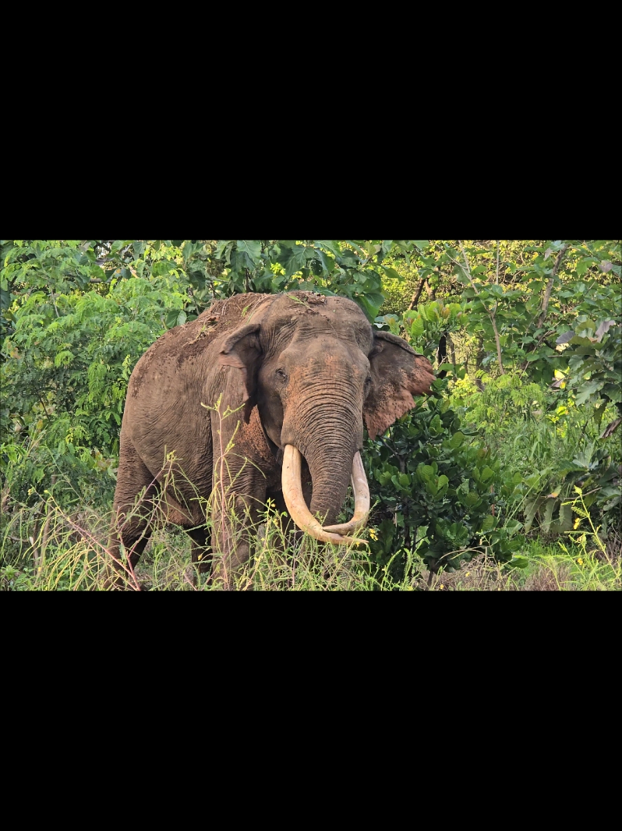 Tusker : Mahasen (T037) ශ්‍රීලංකාවේ පරිසර පද්ධතිය තුල සිටින විශාලතම දළ යුගලය හිමි ශරීර ප්‍රමාණයෙන් කාවන්තිස්සට ඇතුට පමණක් දෙවනි  ශ්‍රී ලංකාවේ හස්ති රාජාවලියේ ජේශ්ඨතම සාමාජිකයා වන මහසෙන්   #tusker #visitsrilanka🇱🇰 #VisitSr #CapCut #forest #forest #animalplanet #Discovery #asianelephant #nature #trendingvideo #top #top #rare #mahasen 