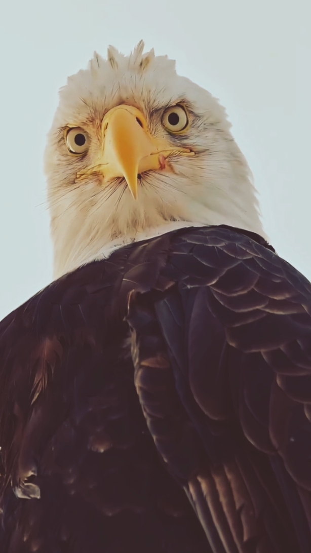 eagle look #eagle #animal #funny #fyp #furry #fun #pets 