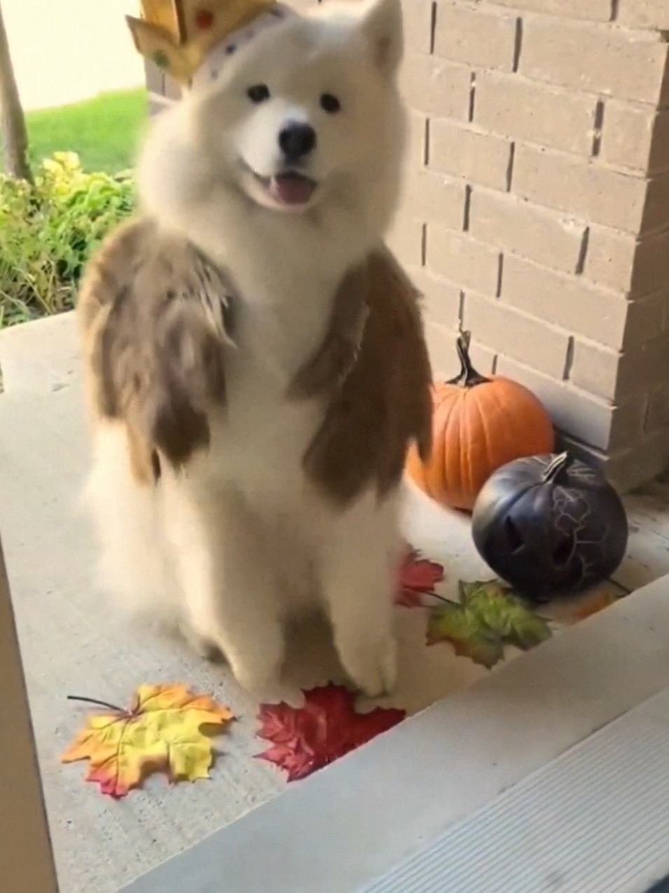 #xuhuong #trend #viralvideo #funnyvideo #fyp #dog #cutedog 