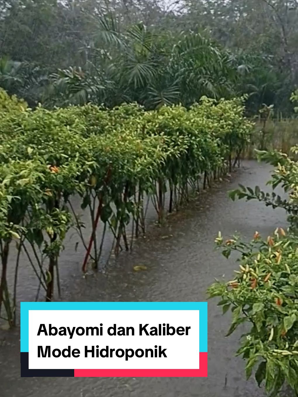 Kebanjiran Insanak Tani, bagaimana dengan kebun kawan² d sana. semoga aman dari banjir yaa 🙏🙏.  #petaniindonesia🇮🇩🇮🇩🇮🇩🌿🌿 #petanicabai #petanimuda #petanimilenial 