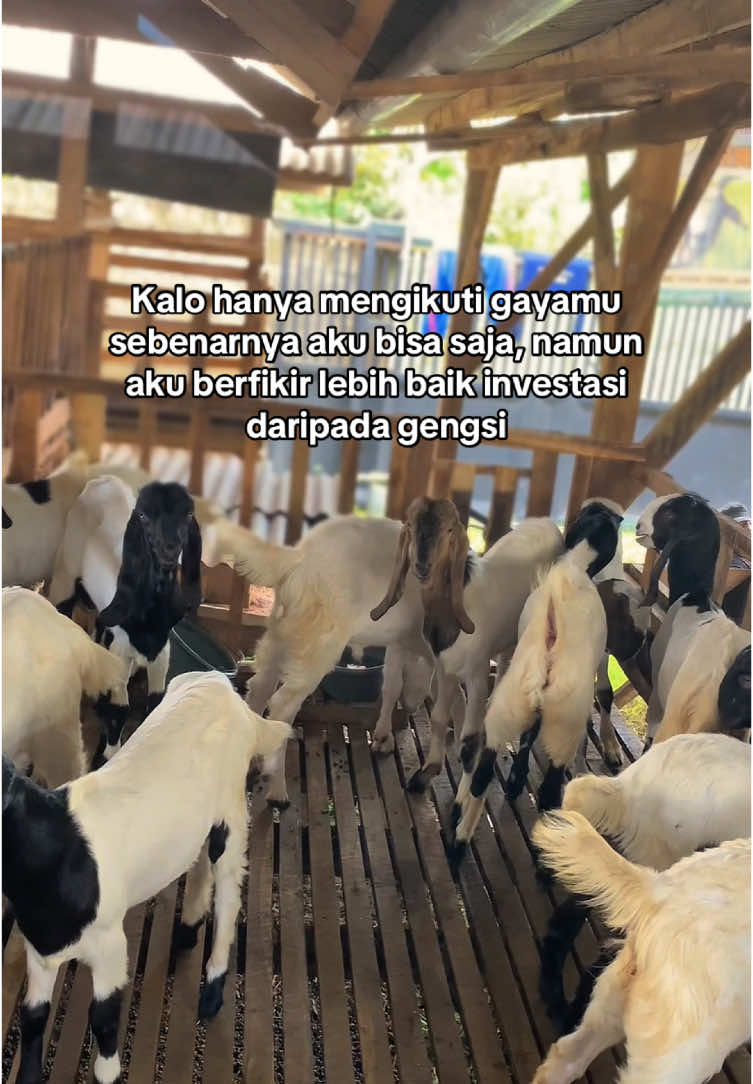 Main kambing di usia muda hanya dilakukan oleh anak yang tidak gila gengsi. #fypシ゚ #fyppppppppppppppppppppppp #peternakmuda #peranakanetawa #