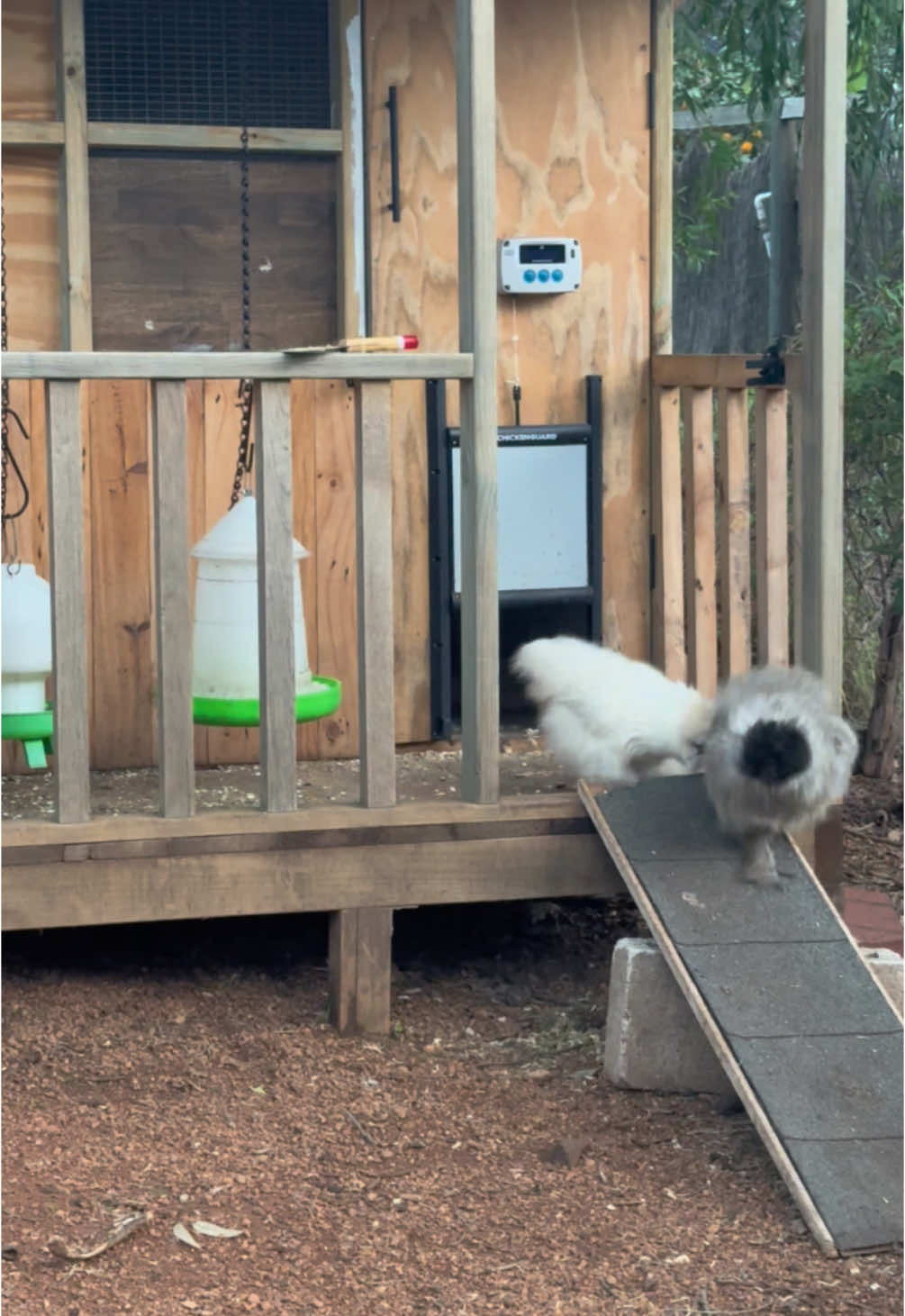 SHAKE IT OFFFFFFF!!!! COMEEEEEE ON TAY TAY #jenny #taylorswift #taylornation #taylorsversion #silkiebabies #silkies #babychickens #silkiesoftiktok #chickens #fyppppppppppppppppppppppp #fyp #fypシ゚ #backyard #chickensoftiktok #silkie #fypシ #chickenkeeper #headbop #twitch 