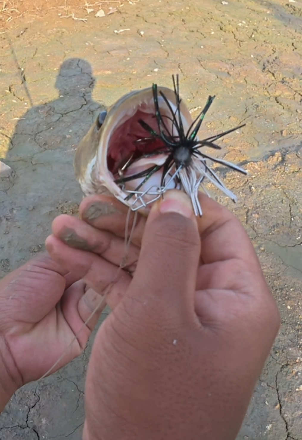 Mini Spinnerbait, direka khas untuk pujuk haruan yang tak sudi nak makan topwater, paling best umpan ni sangat sesuai untuk pujuk mama haruan yang berada dibawah tompokan anak, boleh try ni genggg! banyak pilihan warna lagi ada dalam beg kuning tuu 😍🔥  #haruan #mengai #rentaka #shimano #djiosmoaction5pro #dji #fyppppppppppppppppppppppp #kakicasting🎣🎣🎣 #blackhookfishingteam #fyp #spinnerbait #mamaharuan 