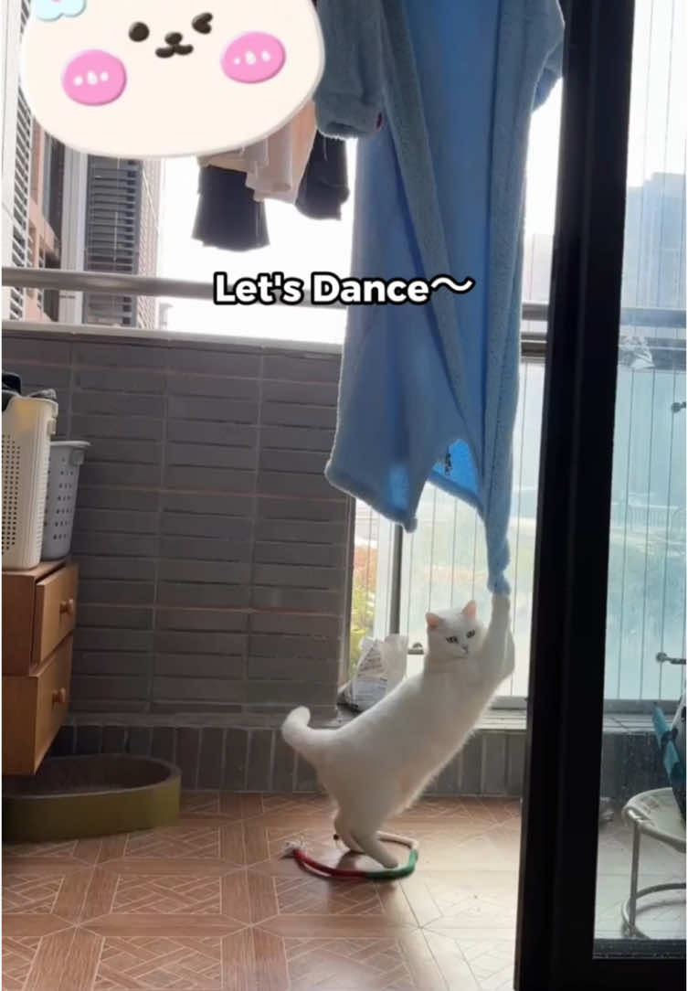 Dancing #cat #cats #funnyfriends #cutecat #kitten 