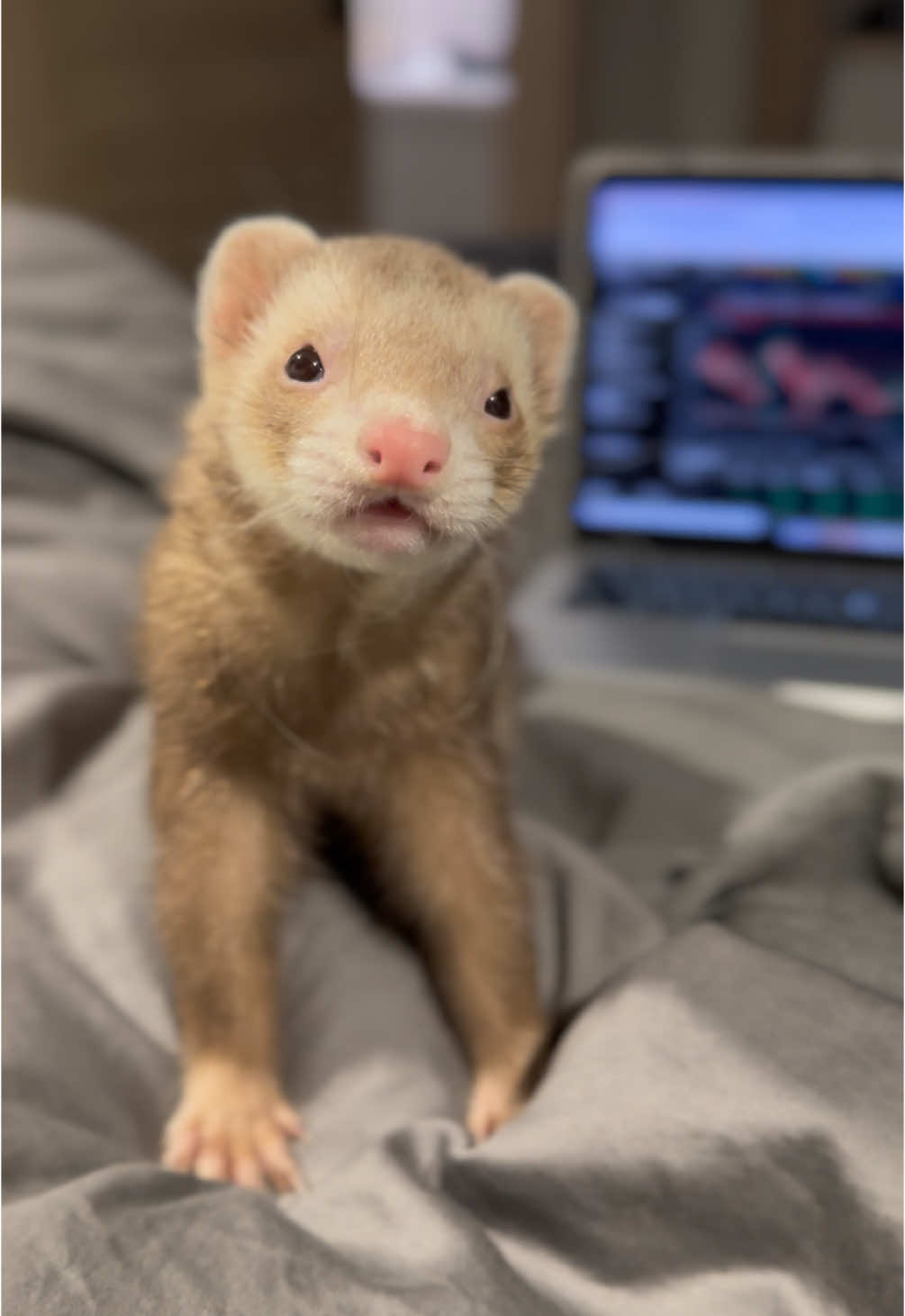 Sweet boy 🥹🫶🏽 #ferret #ferrettok #cuteanimals #pets #ferretvideos #huron #hyunjin 