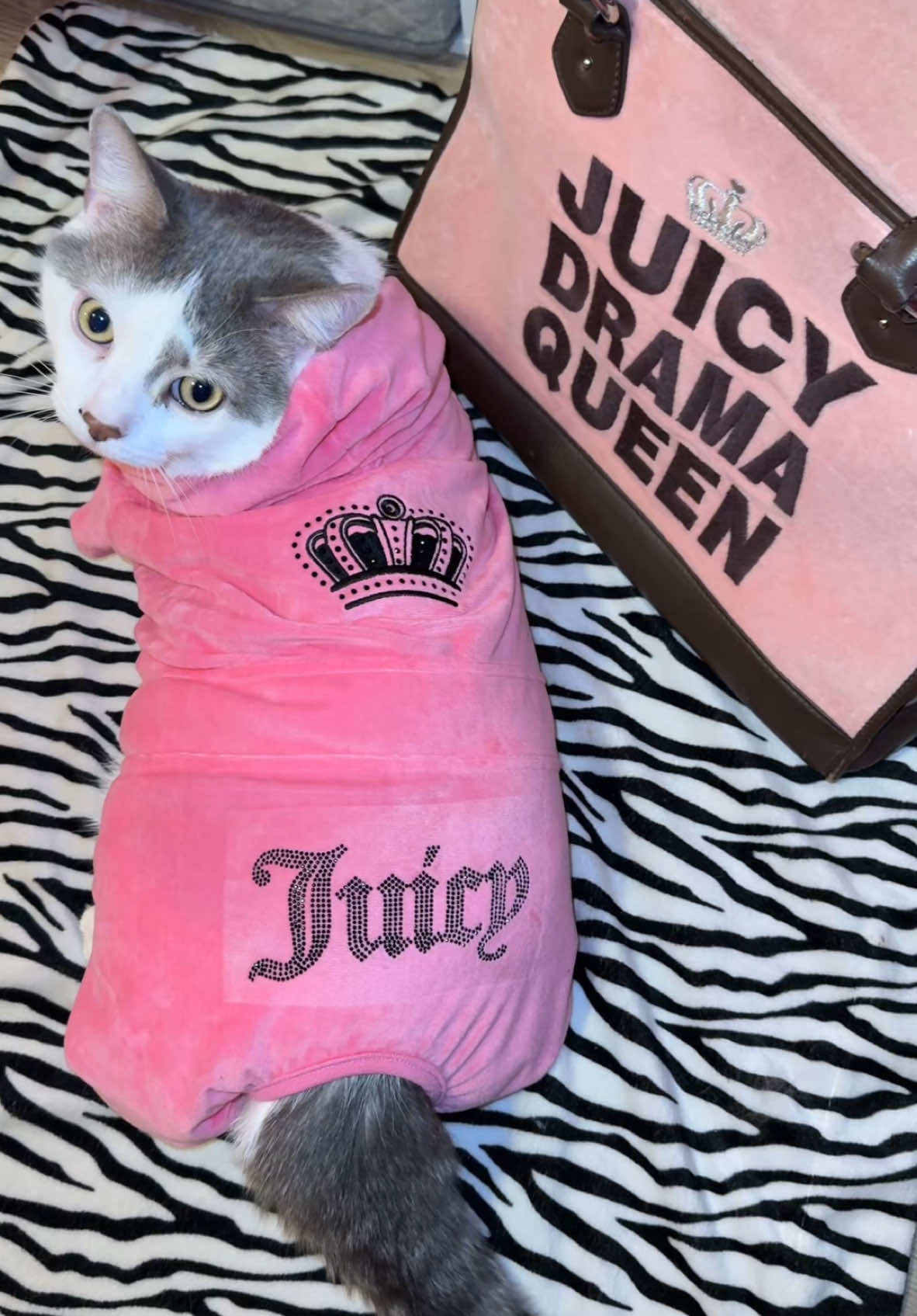 Shadow just turned 3 today & got his first juicy tracksuit 🥹🎀🐾 I’M CRYING he used to fit in that bag !! #fyp #juicycouture #cat #y2k #mcbling #catmom #tracksuits 