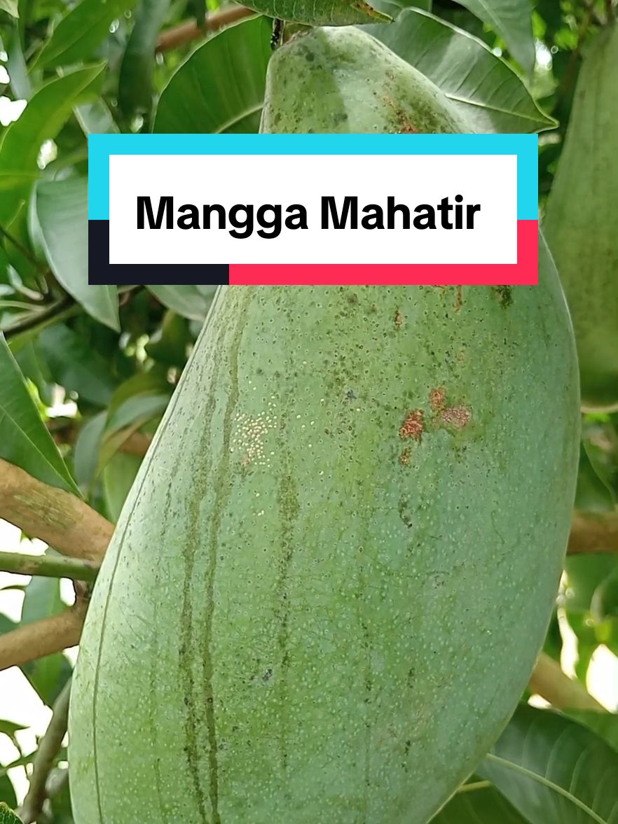 Mangga Mahatir rasanya mantap #manggamahatirjumbo #mamggajumbo #bibitbuahmagelang #magelang24jam #tanamanviral 