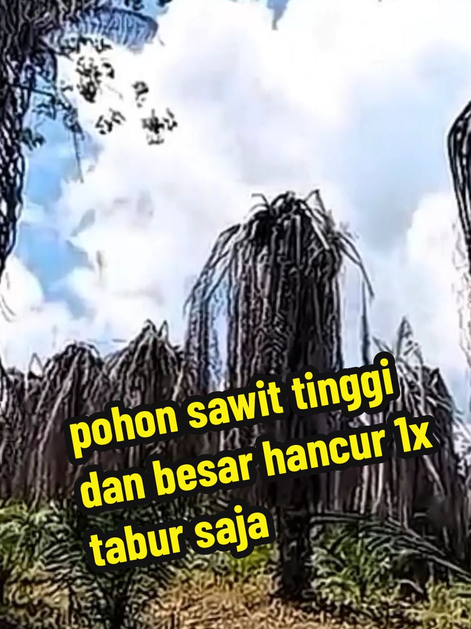 cara super ampuh menbangkan phon sawit tanpa di tebang#pohonsawit #herbisidakillgrass #racungulma 