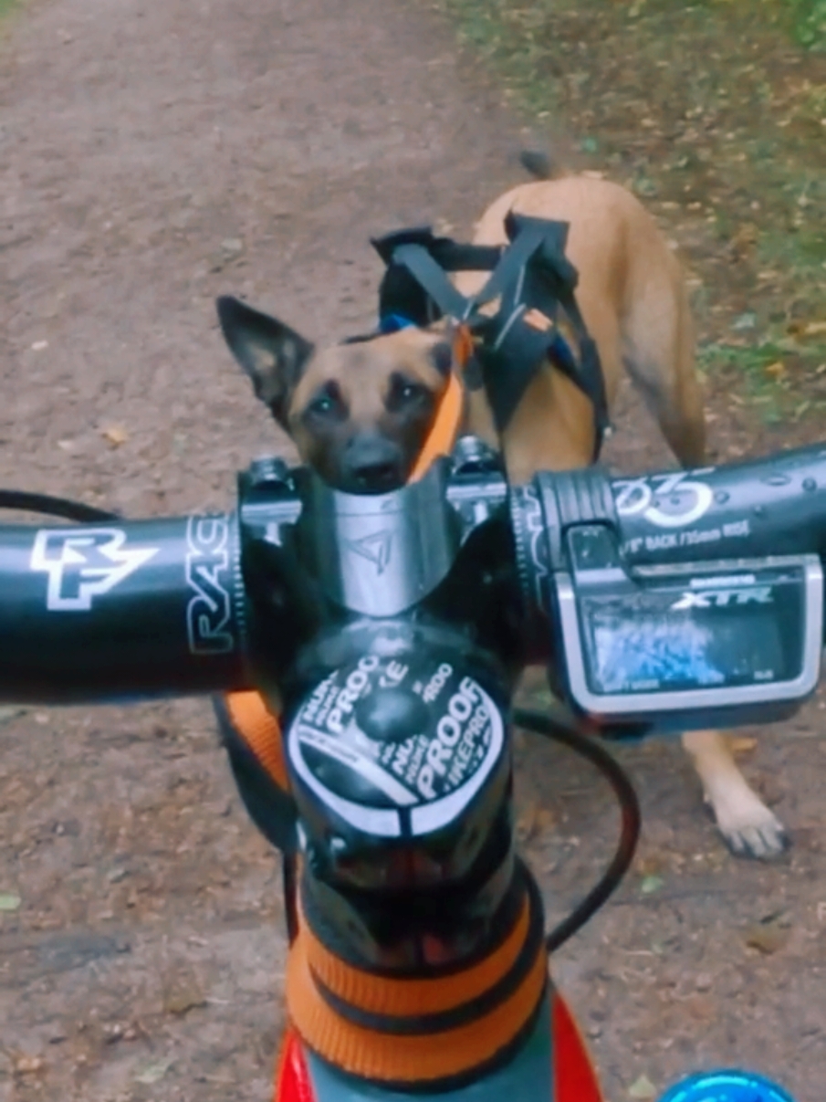 Viral Memories Bella💯💯💯 #malinois #dog #hund #puppy #dogsport #mtb #energy #thunder #fyp #fy 