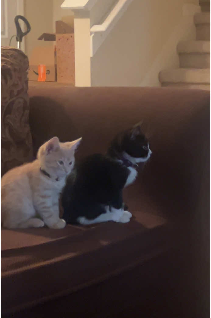 When Gizmo met her brother Yoshi #cat #kitten #fyp 