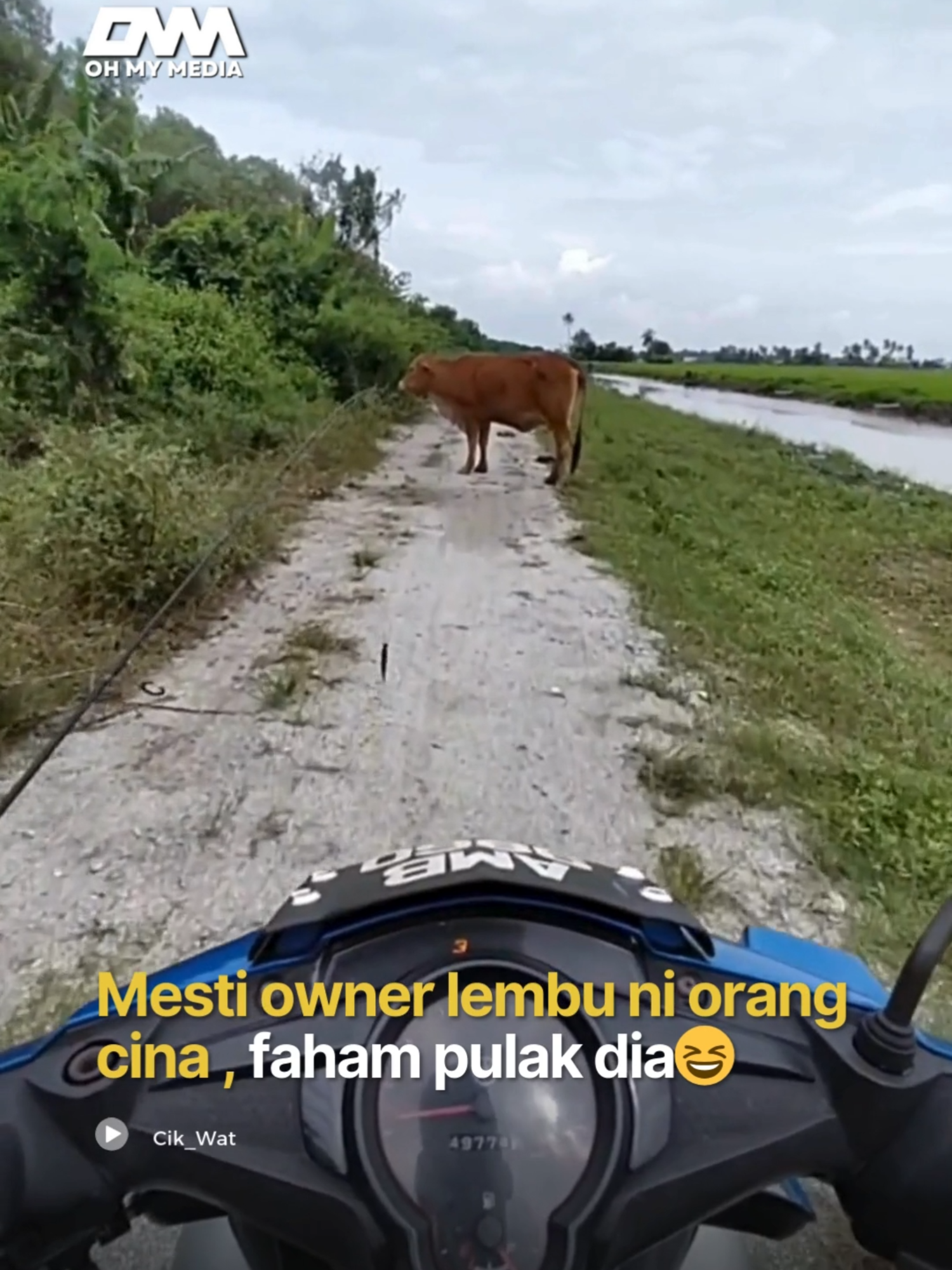 Lembu be like : Gak bisa bahasa inggris.. #ohmymedia #ommbest #videoviral #lembu