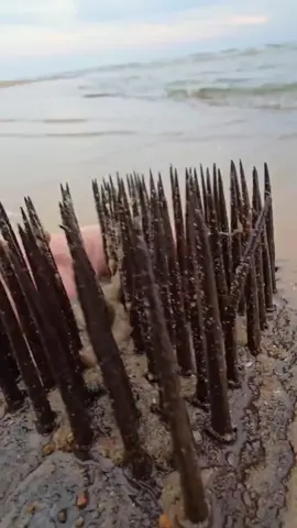 While I was walking on the beach sand I found this thing #while #i #was #walk #on #the #beach #sand #found #this #thing 