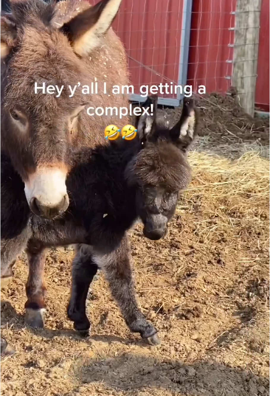 Happy day for baby donkeys🥰#funny #animal #donkeys #babydonkey #minidonkey #adorable #hilarious #farm #farmlife #🤣🤣🤣 