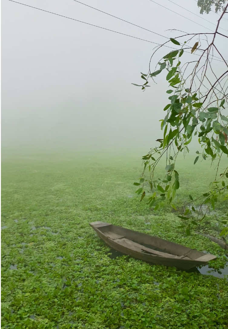 🌱 শীতের সকালে কুয়াশার চাদরে ঢাকা প্রকৃতি, যেনো এক মধুর অনুভূতির পরশ... #Shathi  #bdtiktokofficial🇧🇩  #wintermorning 