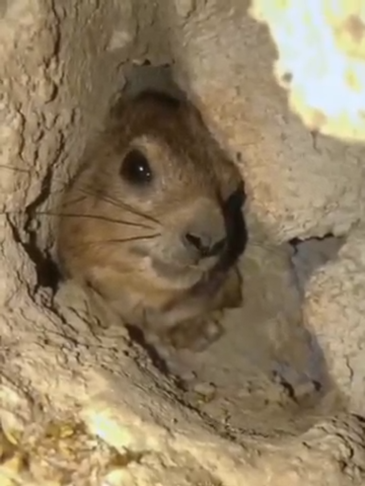 HYRAX AWAWA!!!! #hyrax #animals #funny #talk #awawa