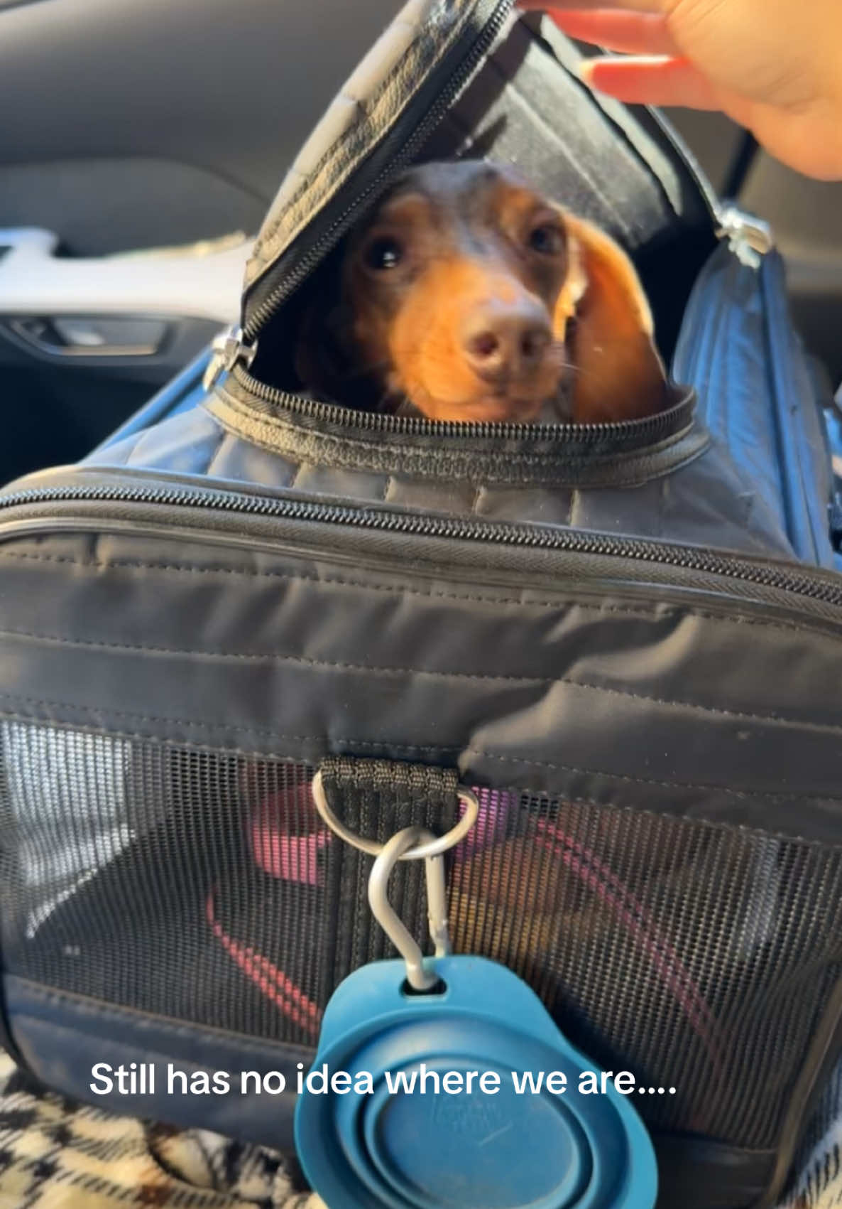 Morning vet trip for a nail trim!! #minidachshundpuppy #minidachshundsoftiktok #weeniedog #doxiesoftiktok #sausagedog #doxielover #wienerdogsoftiktok #fyp 