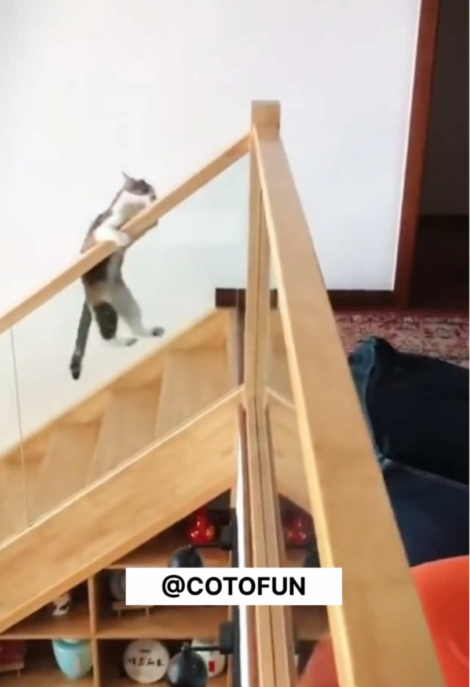 Funny cats 😂 #creatorsearchinsights #funnycat #badcat #gatosgraciosos #gatoschistosos #funnyvideo 