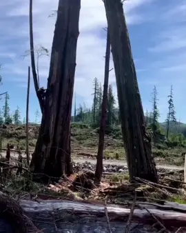 #CEDAR #ALASKA #TAHTACIYIZ #dúo #TREEFİRE 
