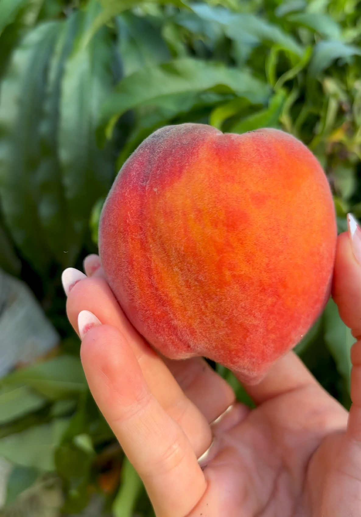 Peach Harvest! 🍑 #gardening #gardentok #harvest #garden #gardentotable #harvesttime #foryou #gardentoplate #gardentotable #gardening101 #veggiegarden #abundance #vegetablegarden #gardeningtips #growyourownfood #summergarden #peach #peaches #fruit #fruittree #summergarden #gardener #gardenharvest #gardendesign 