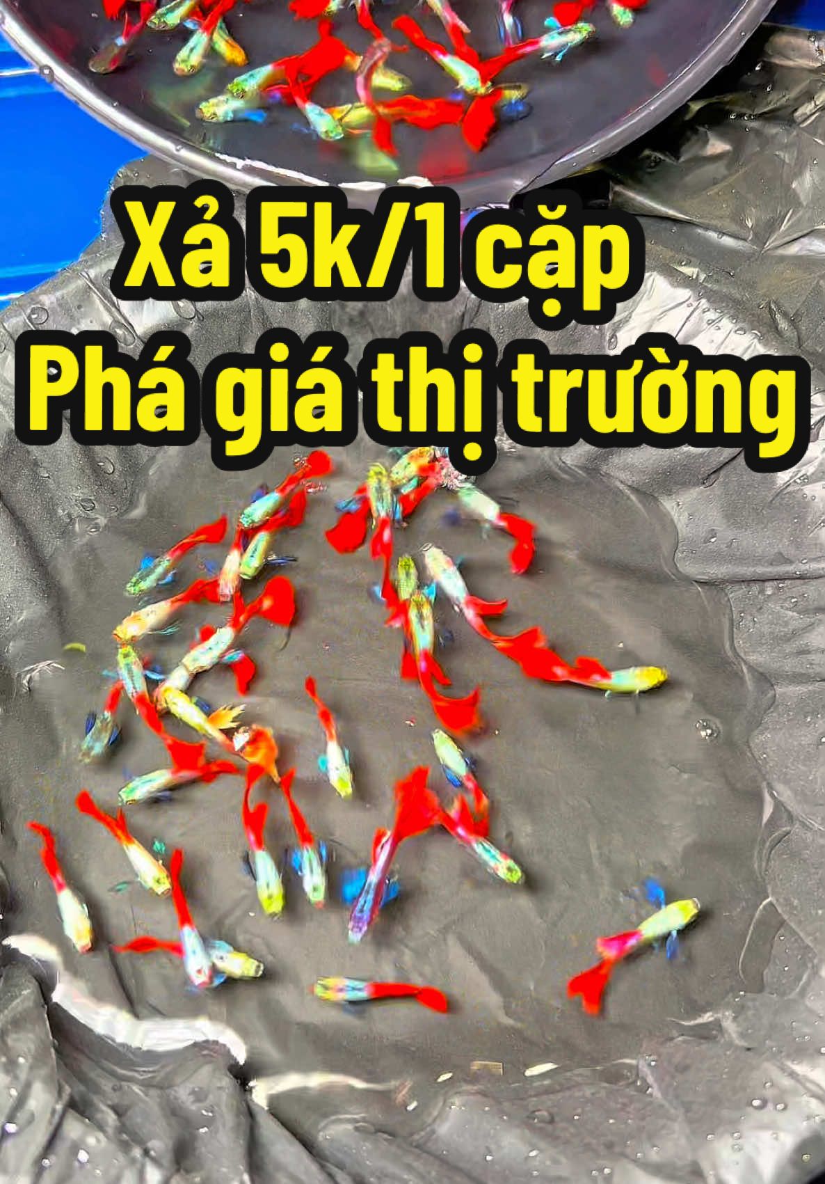 Lên ít dumbo red tail hàng thuỷ sinh chỉ 5k/1 cặp trống mái . Đặt hàng nhắn Zalo : 0939404579#xuhuong #viral #trending #thuỷsinh #dumbo#cá#fish#guppyfish #guppylover 