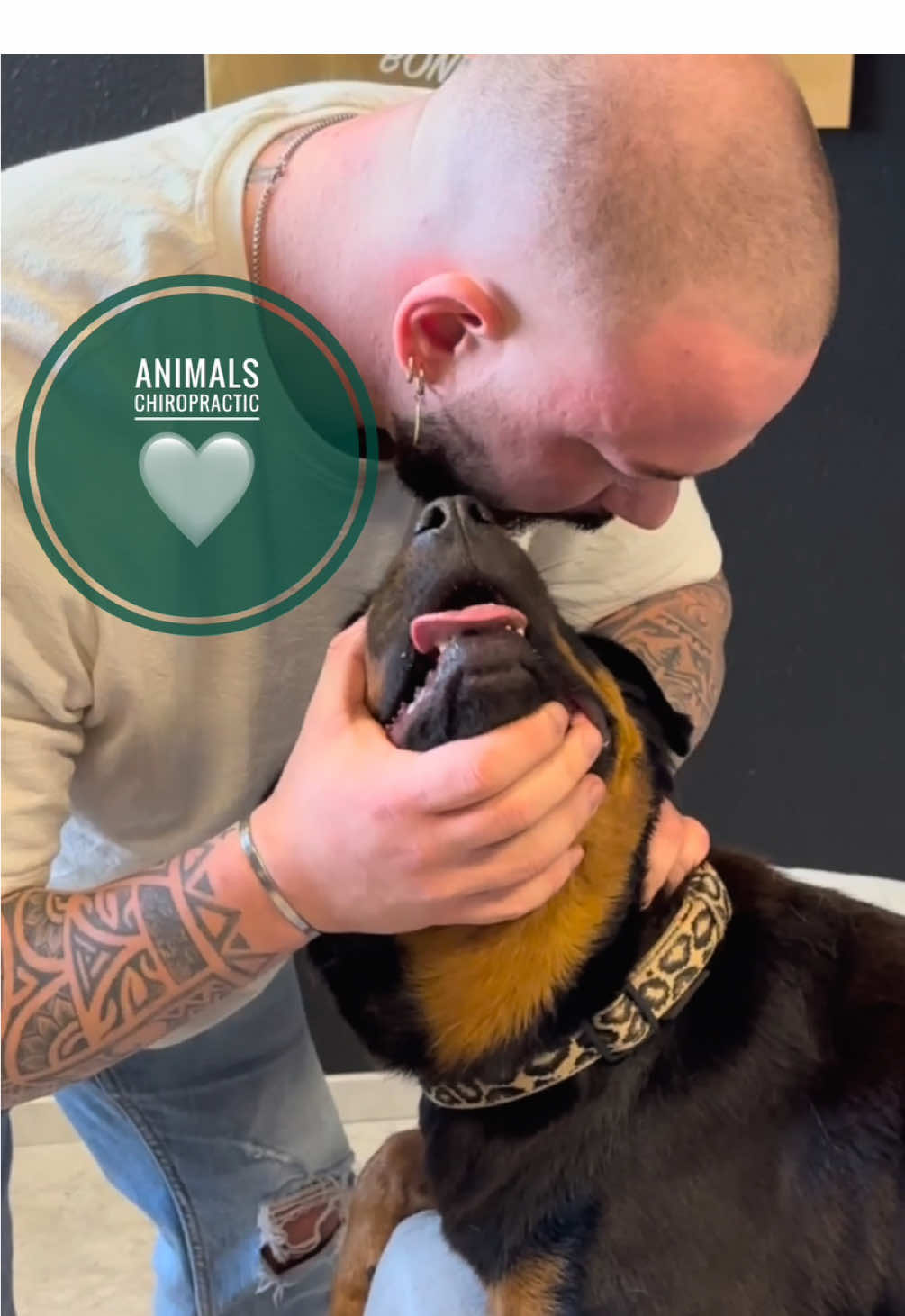 Dogs with back pain 🥹🥹🥹 • • • #foryou #asmr #animals #tiere #chiropractortiktok #türkiye #hundevideos #chiropractic #help #dogsoftiktok 