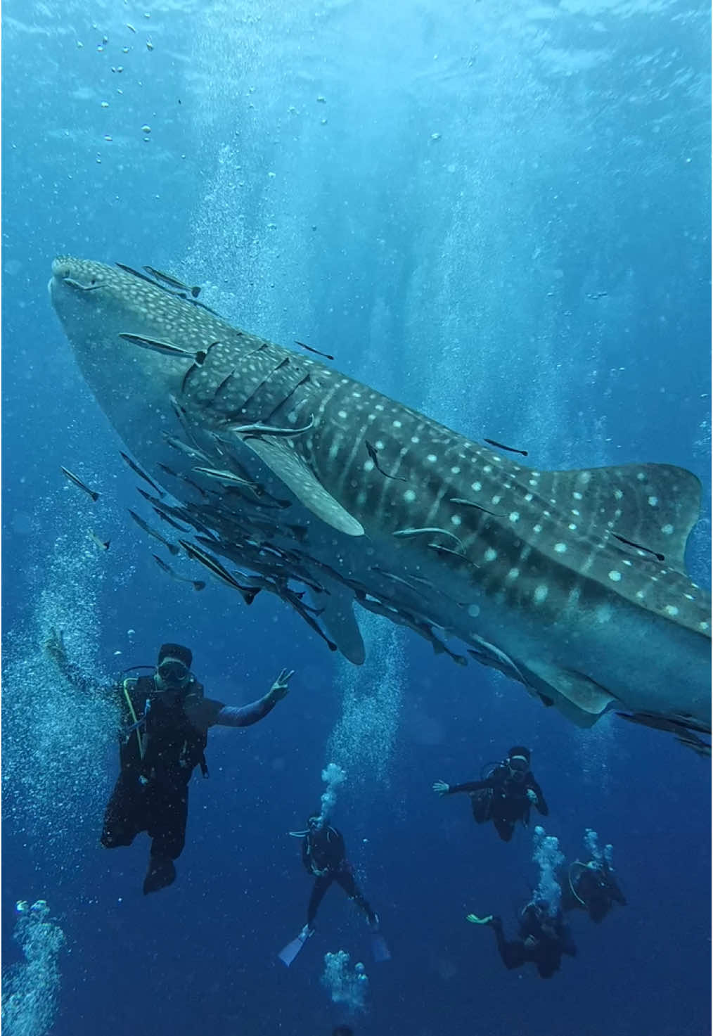 When dreams meet reality.  Epic dive with Tenggol’s most wanted. 📍Tokong Timur Hey Ho! Let’s Go With The Fro’ 🤙🏼 📹 by @Boo  #tenggol #tenggolisland #dungun #kualadungun #terengganu #amazingterengganu #malaysia #wonderfulmalaysia #cuticutimalaysia #malaysiantravellers #supportlocal #scubadiving #scubadiver #padi #paditv #fundive #oceans #travel #underwaterlife #saltwaterpassion #explore #escape #reels #fyp #marinelife #magical #whaleshark #moments #whaleshark #scubatiktok #divingtiktok 