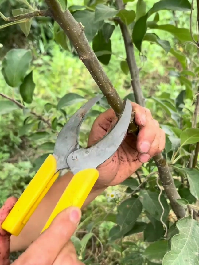 Apple tree air layering  #fyp #usa_tiktok #propagate #airlayering 