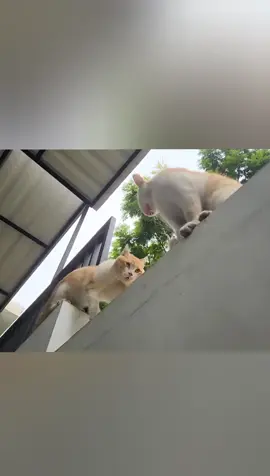 cats fighting with sounds#tik_tok #foryoupage #foryou #fypシ゚viral #amazing #voice #sounds #tiktok 