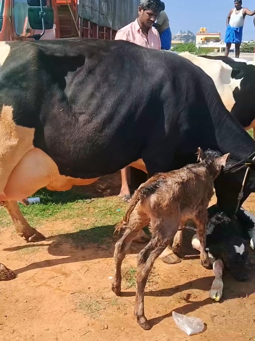 #dairy #foryou #viral #petsvlog #milk #unfreezacount #foryoupage 