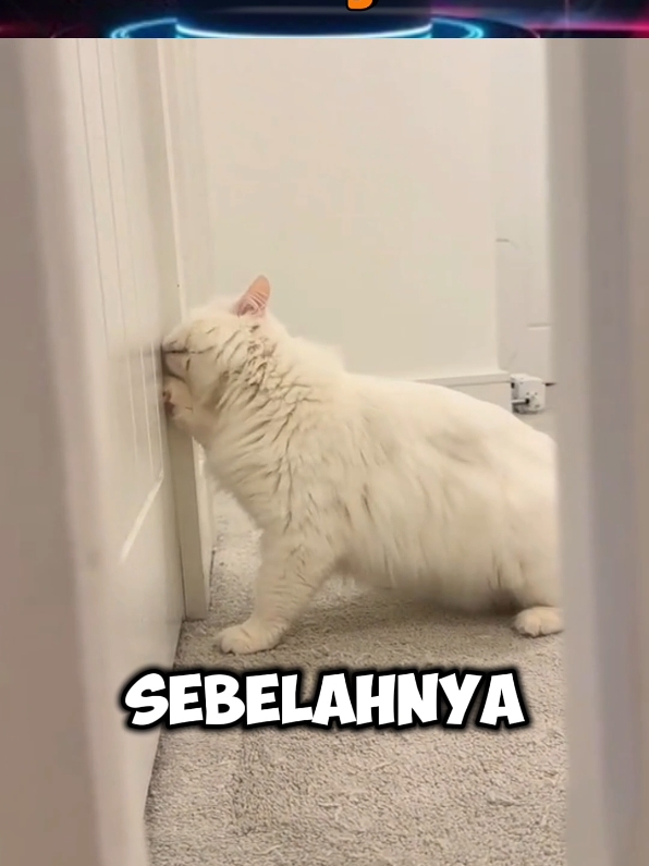 kucing ini bingung nyariin babunya@jejak langkah🐾 #kucinglucu #kucing #fyp #fypシ゚viral 