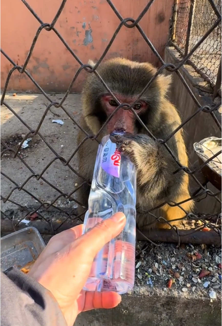 You never know when he will get angry.😅 #monkey #animal #foryou #fyp  #angrymonkey #funny