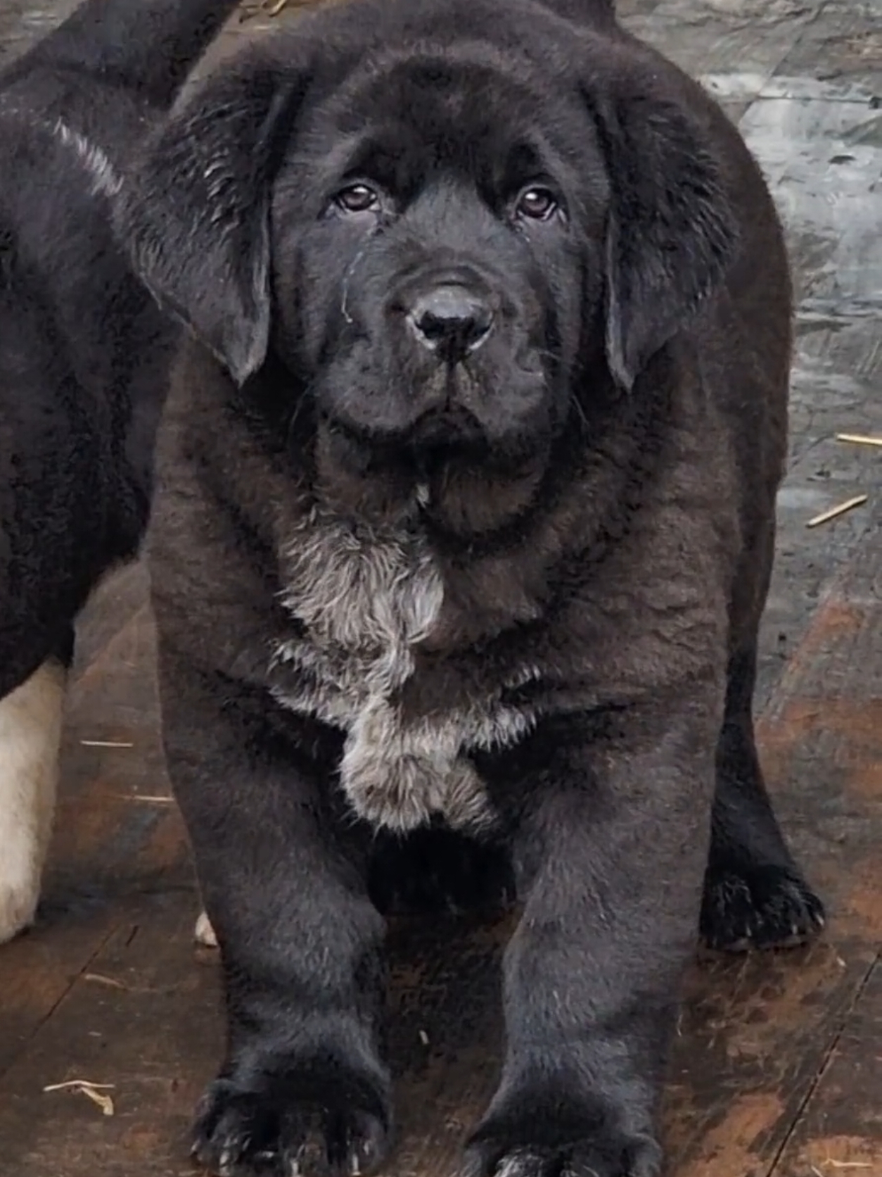 💥little Hulk💥 Central Asia Shepherd #centralasia #centralasianshepherd #centralasianshepherddog #centralasianshepherddogs #alabai #alabaidog #alabaidogs #ciobanescdeasiacentrala #securitydog #protectiondog #dangerousdogs #caini #dogsoftiktok #puppy #puppylove #puppies #puppiesoftiktok #pup #5pasidebine #foryou #fy #fyp #fypage #foryour #fouryoupage #viral