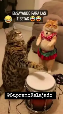 #navidad #añonuevo #humor #mascotas #gatos  #fiestas #Cumbia #bailes  #funnycats #cristmas #newyears #holidays 