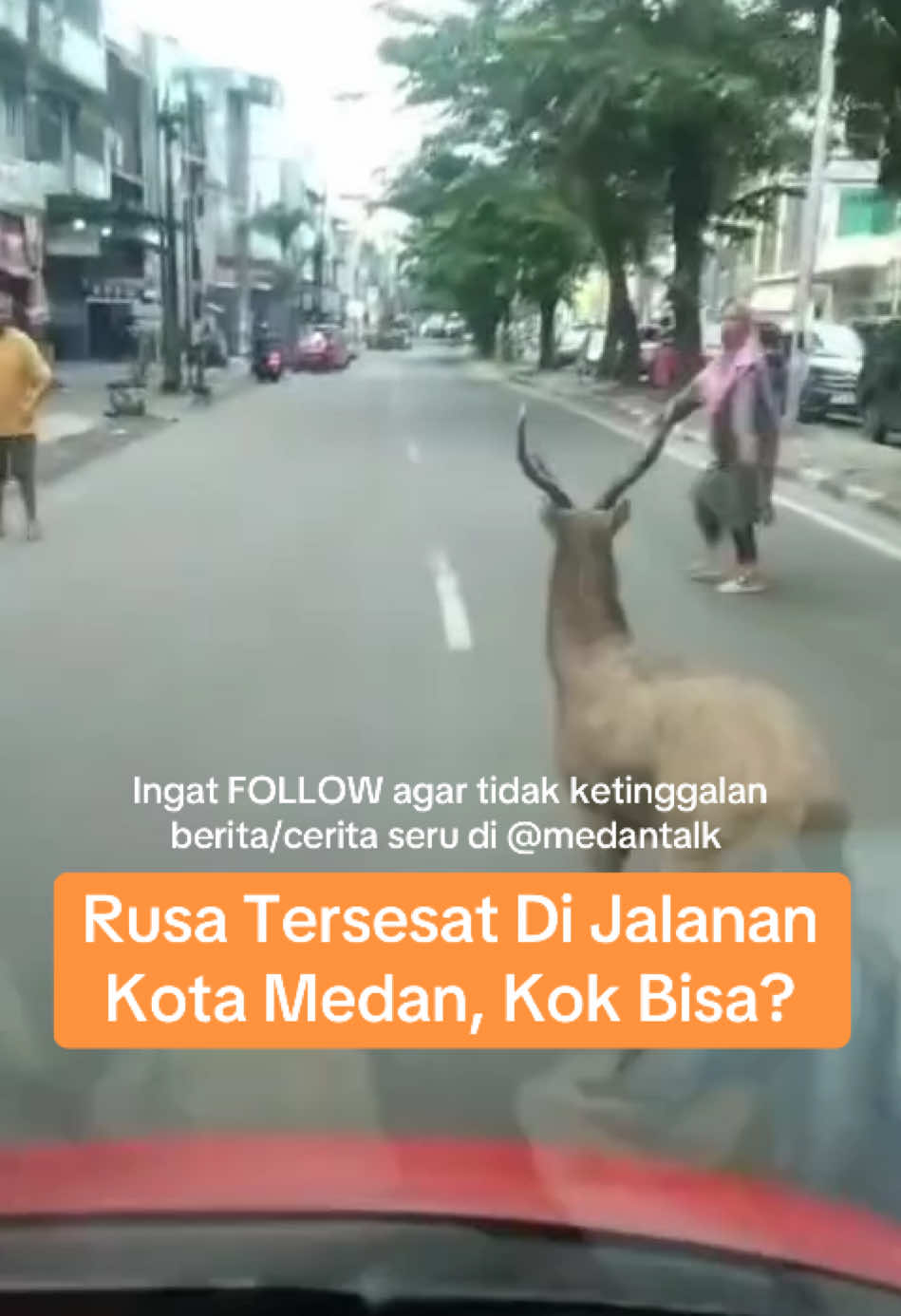 Rusa Tersesat di jalanan Kota Medan membuat warga heboh mau di tangkap gak bisa, dibiarin bahaya buat semua pengguna jalan Milik siapa? Mau cari apa dia? Cari jalan pulang? Cari kawan? Cari makan atau cari santa?  Kejadian di Jalan Katamso Medan Maimun 11/12/24 + Agar jangkauan postingan ini bisa meluas, jangan lupa untuk selalu like setiap postingan kami dan juga tinggalkanlah komentar meski hanya sekedar emoticon.  Ingat FOLLOW agar tidak ketinggalan berita/cerita seru di @medantalk  #cerita #rusa #medan 