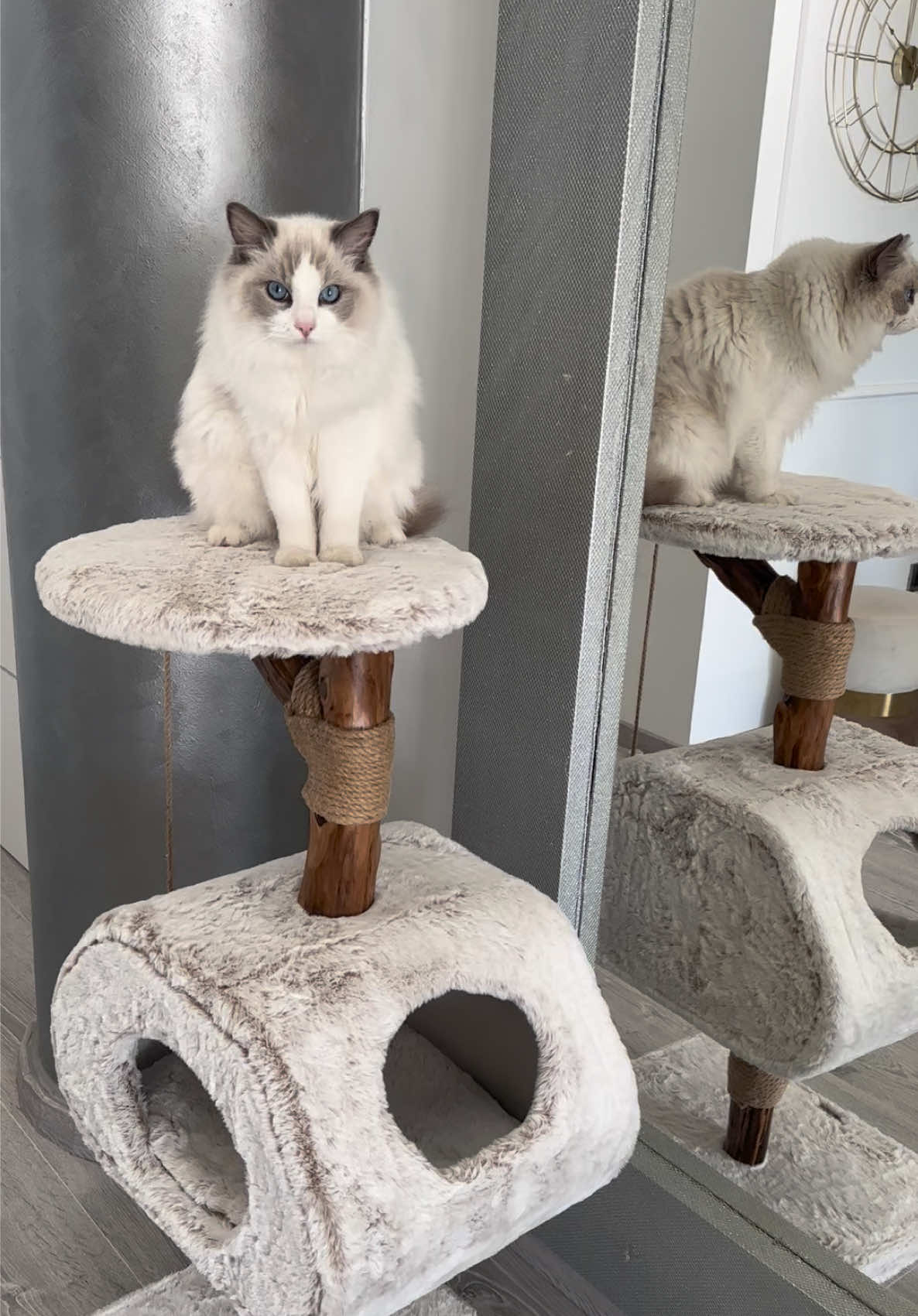 Η αγαπη μου 🫠 #ragdollcat #ragdollgreece #catmom 