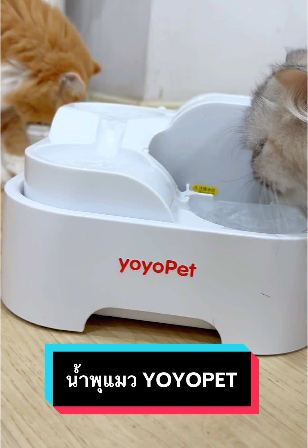 แมวบ้านไหนกินน้ำน้อย ลองใช้น้ำพุแมวอันนี้ได้ค่ะ ##น้ำพุแมว##yoyopet##แมว##ทาสแมว